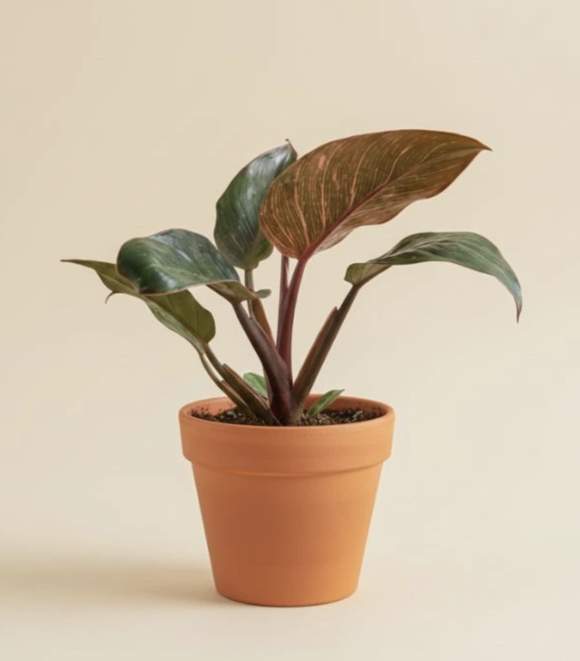 Philodendron Pink Bikini